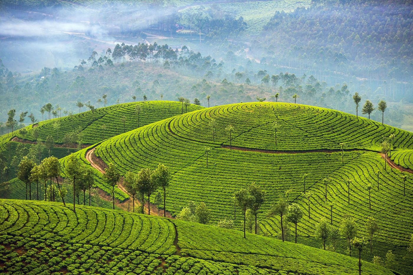 Plantations de thé à Munnar - Inde