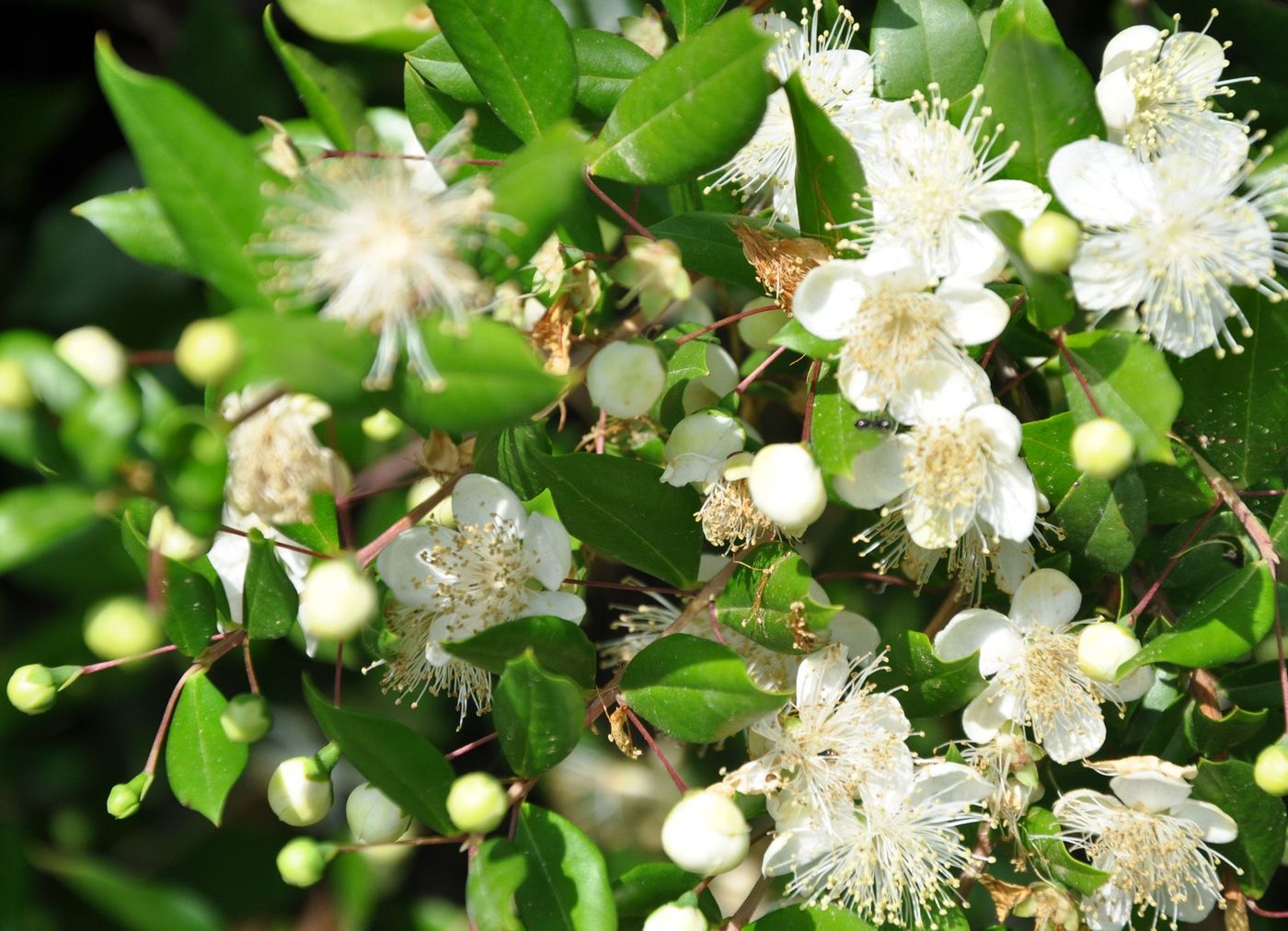 Myrte Fleurs Chypre