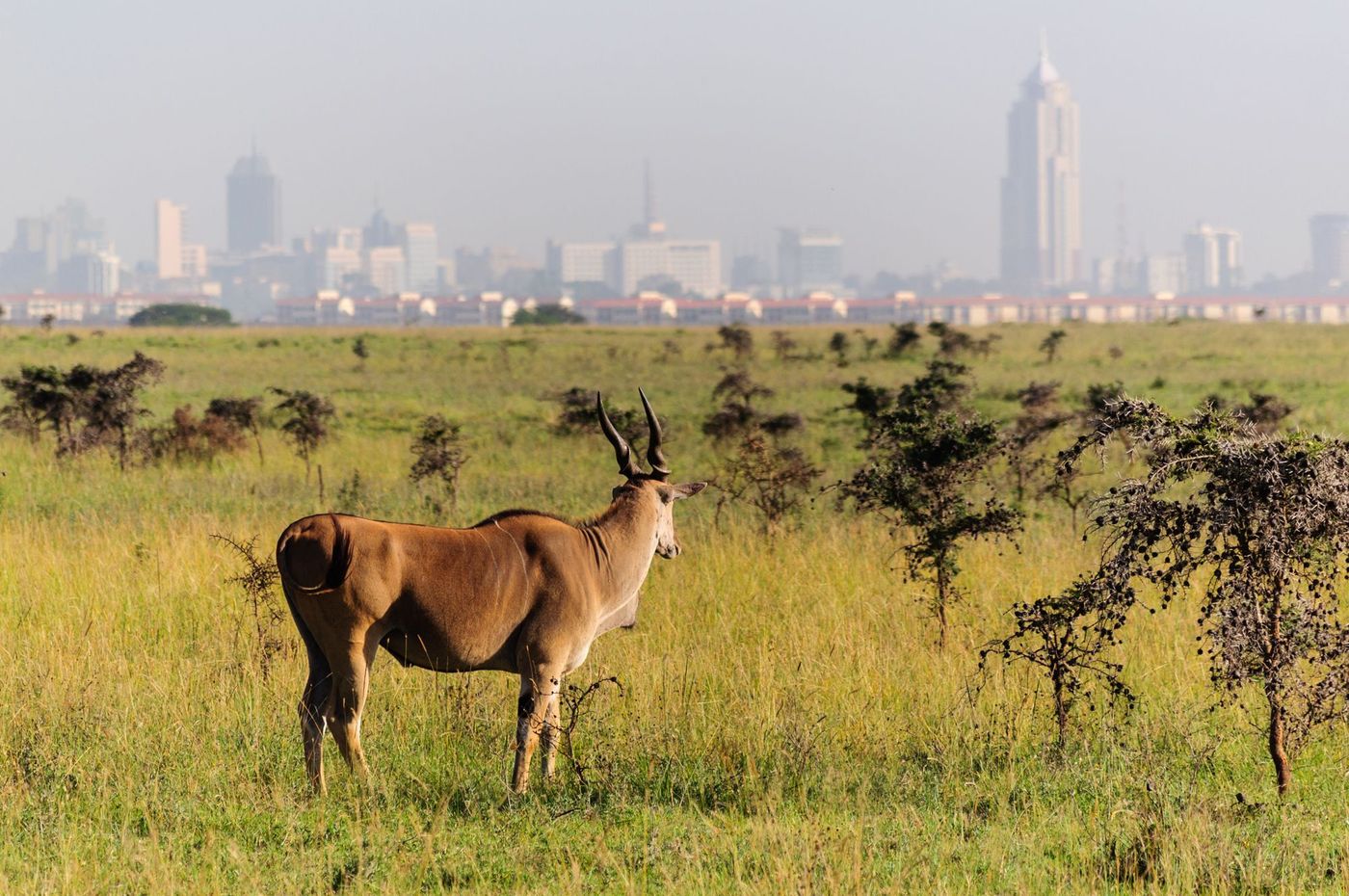 Nairobi Parc Kenya