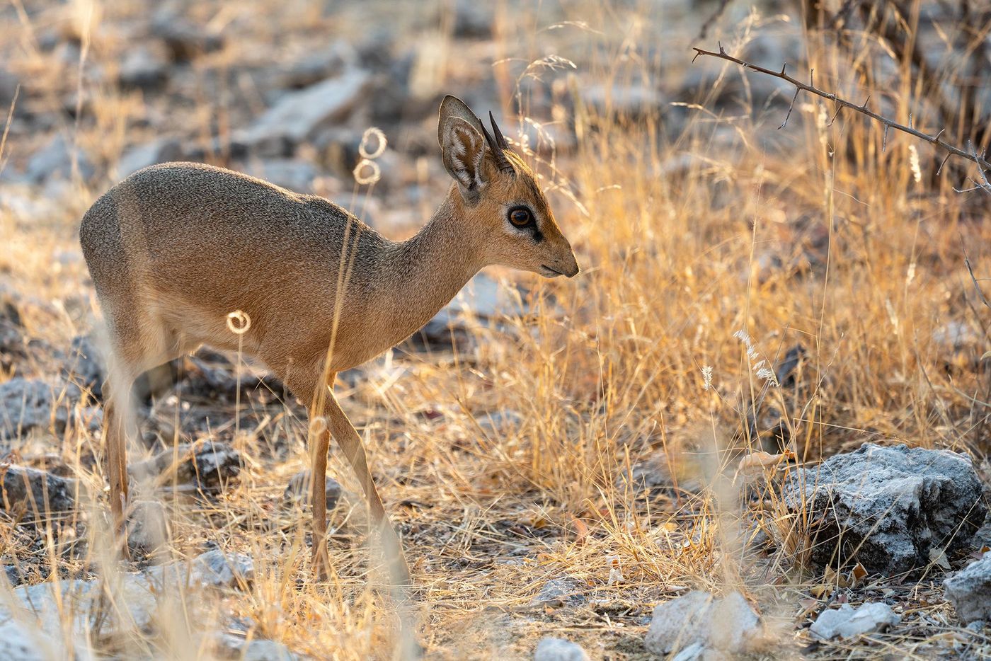 Namibie Dik dik