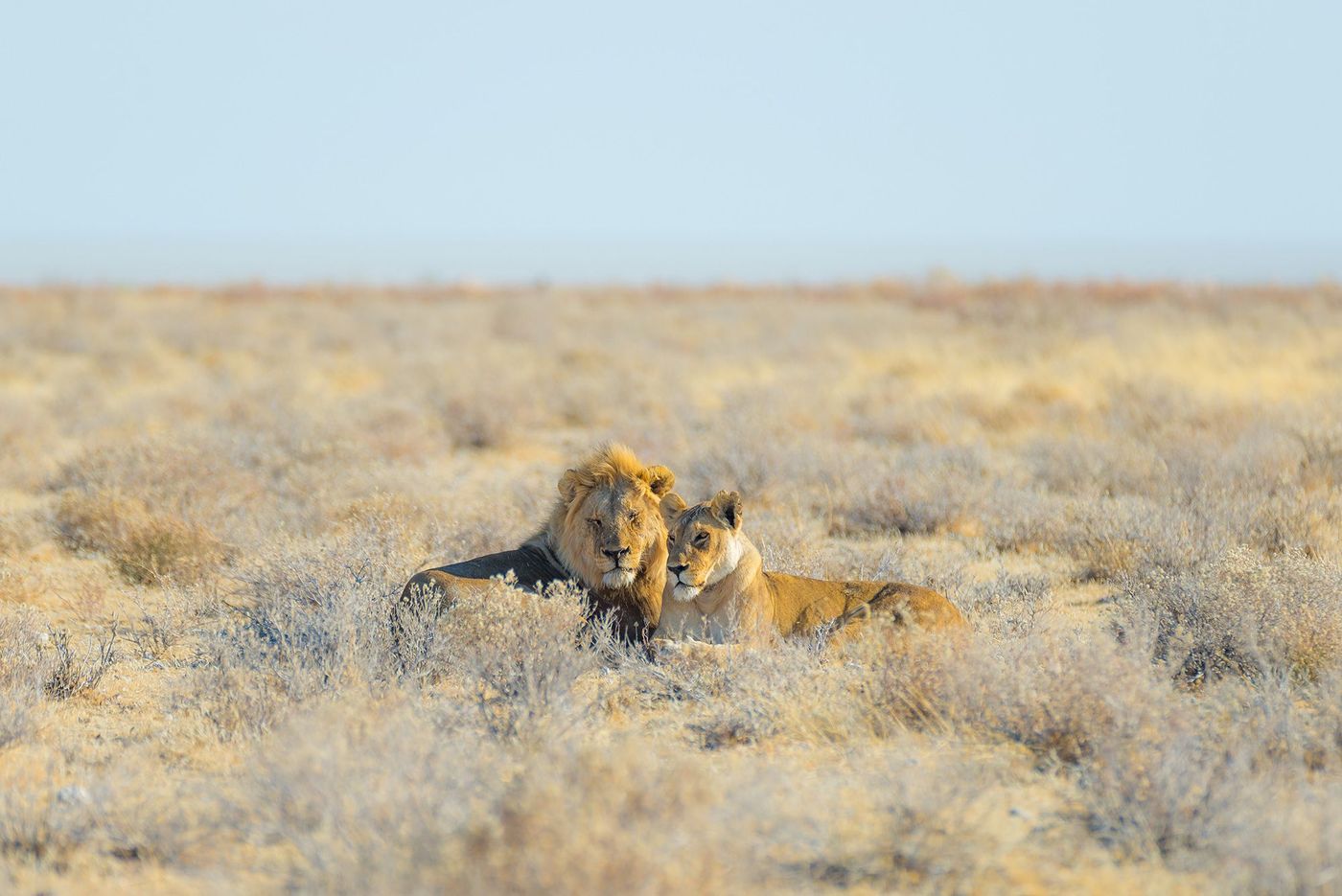Namibie Etosha Lions