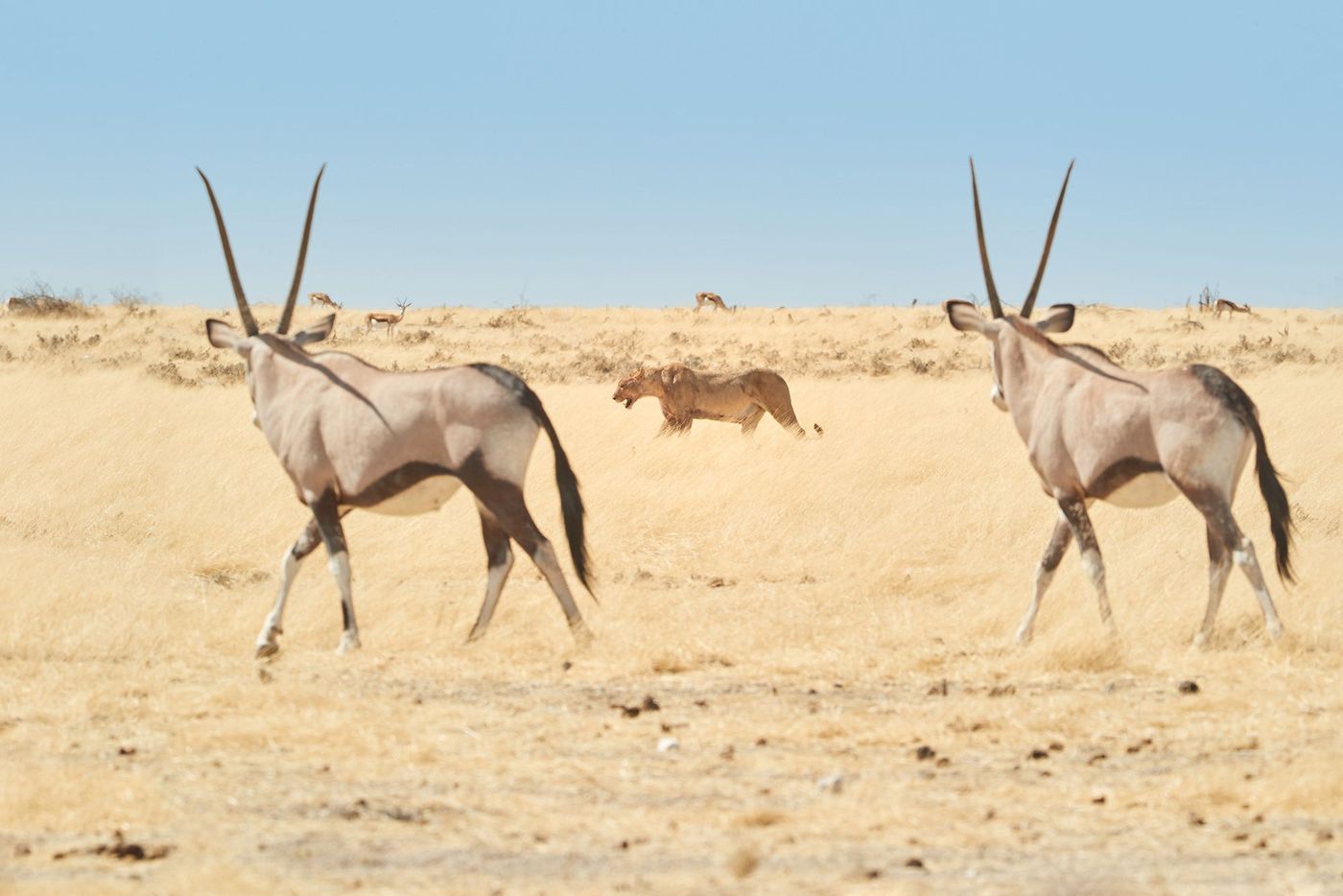 Namibie Etosha