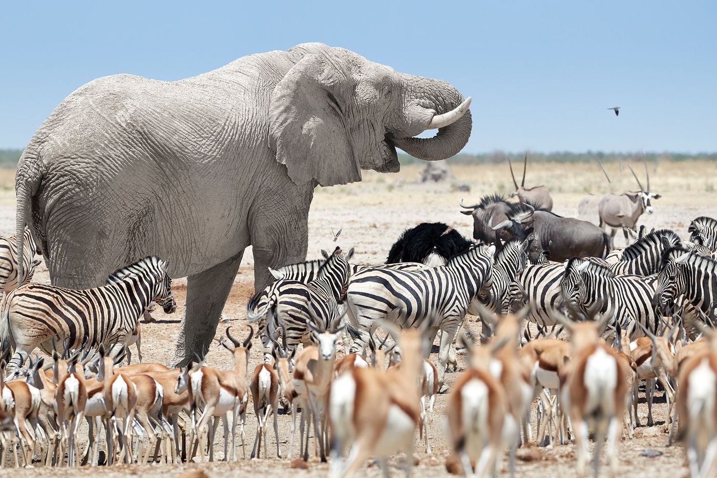 Namibie Etosha