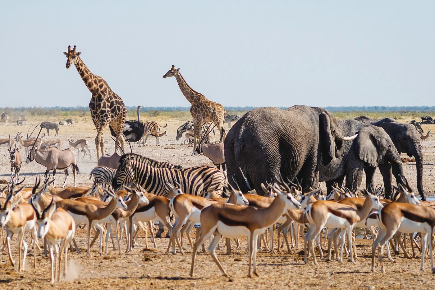 Namibie Etosha