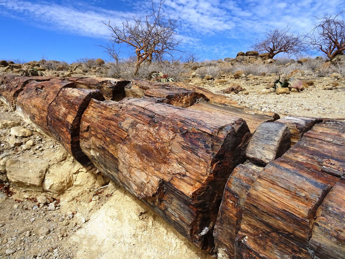 Namibie Forêt pétrifiée