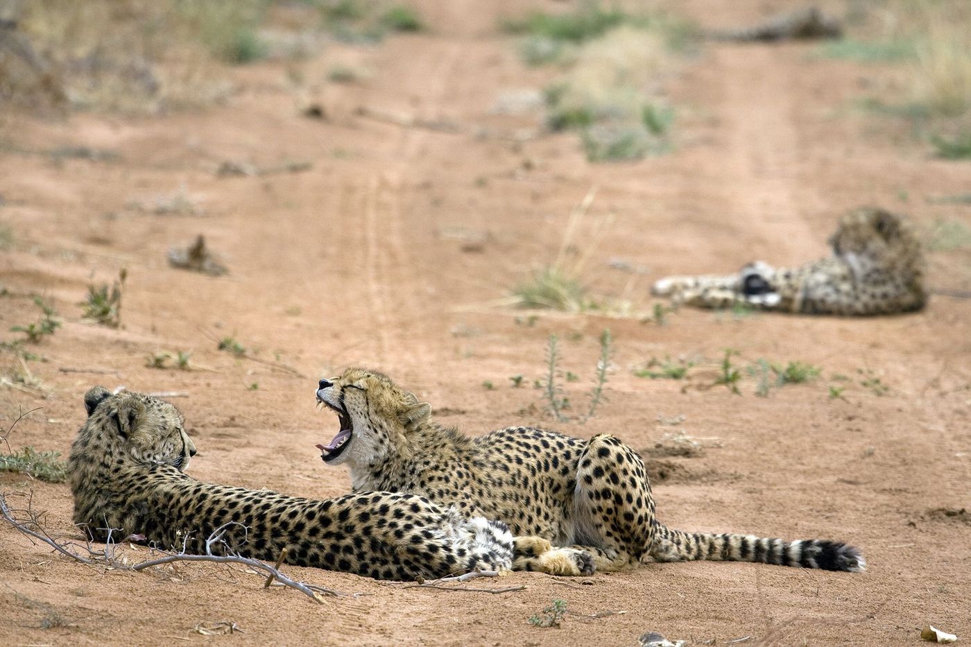 Namibie Guépard