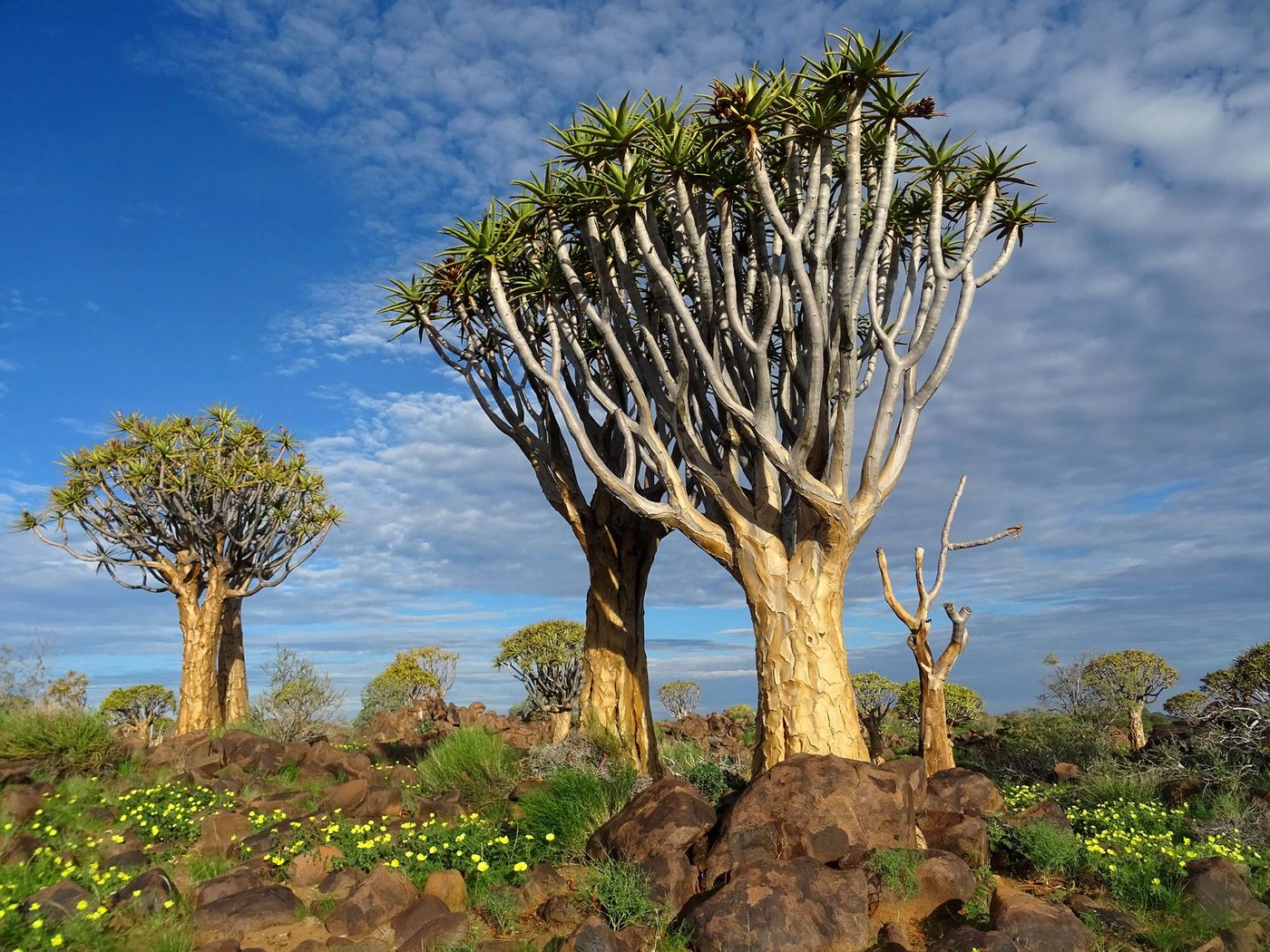 Namibie Quiver Trees Forest
