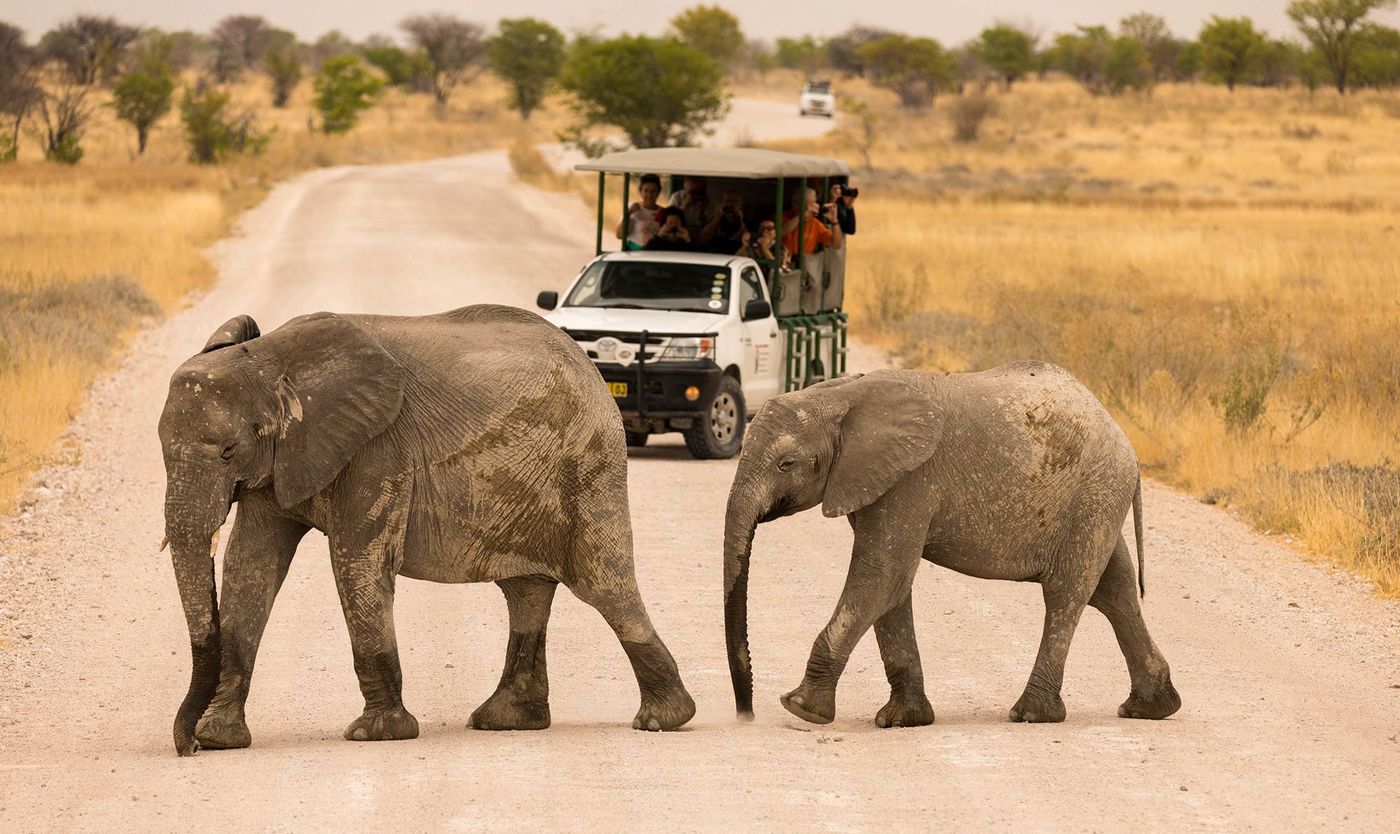 Namibie Safari