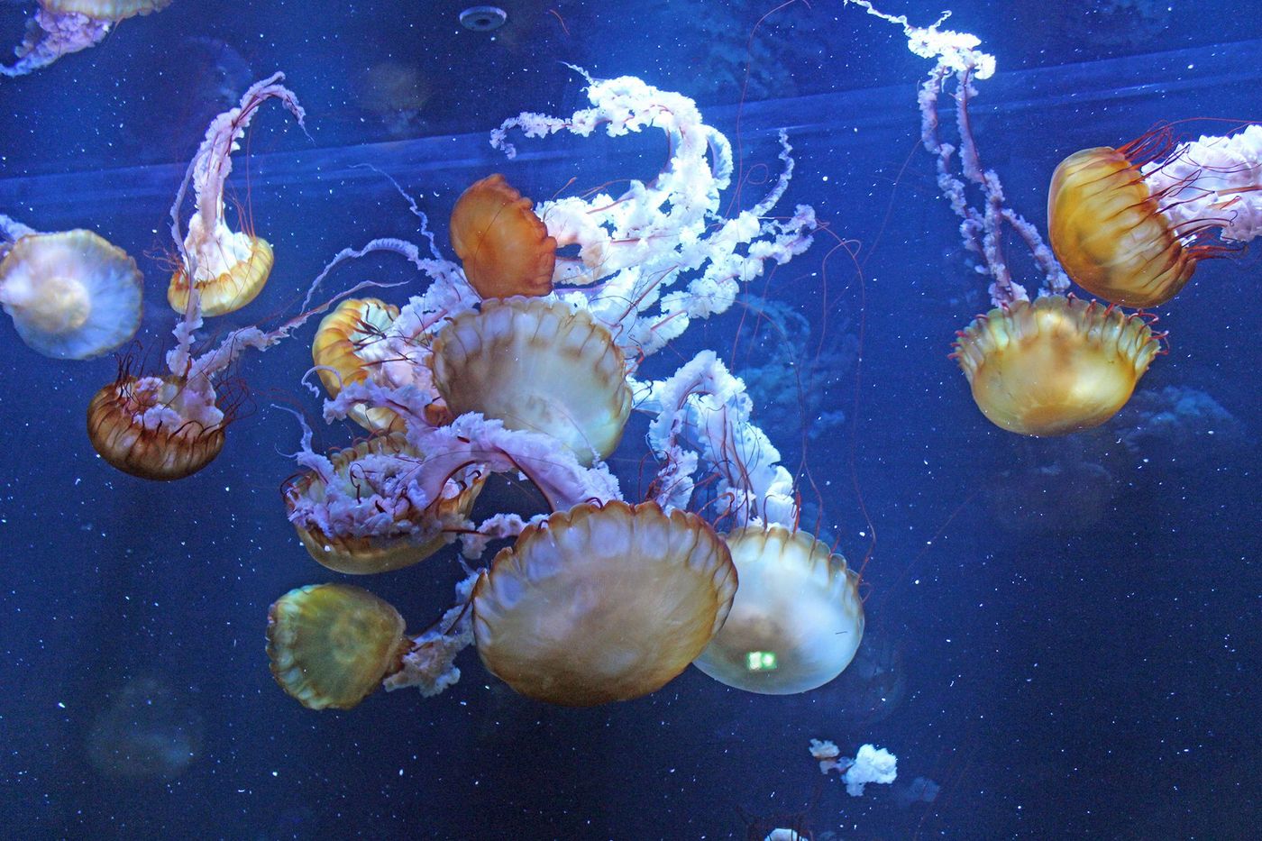 Méduses, aquarium de Boulogne-sur-Mer
