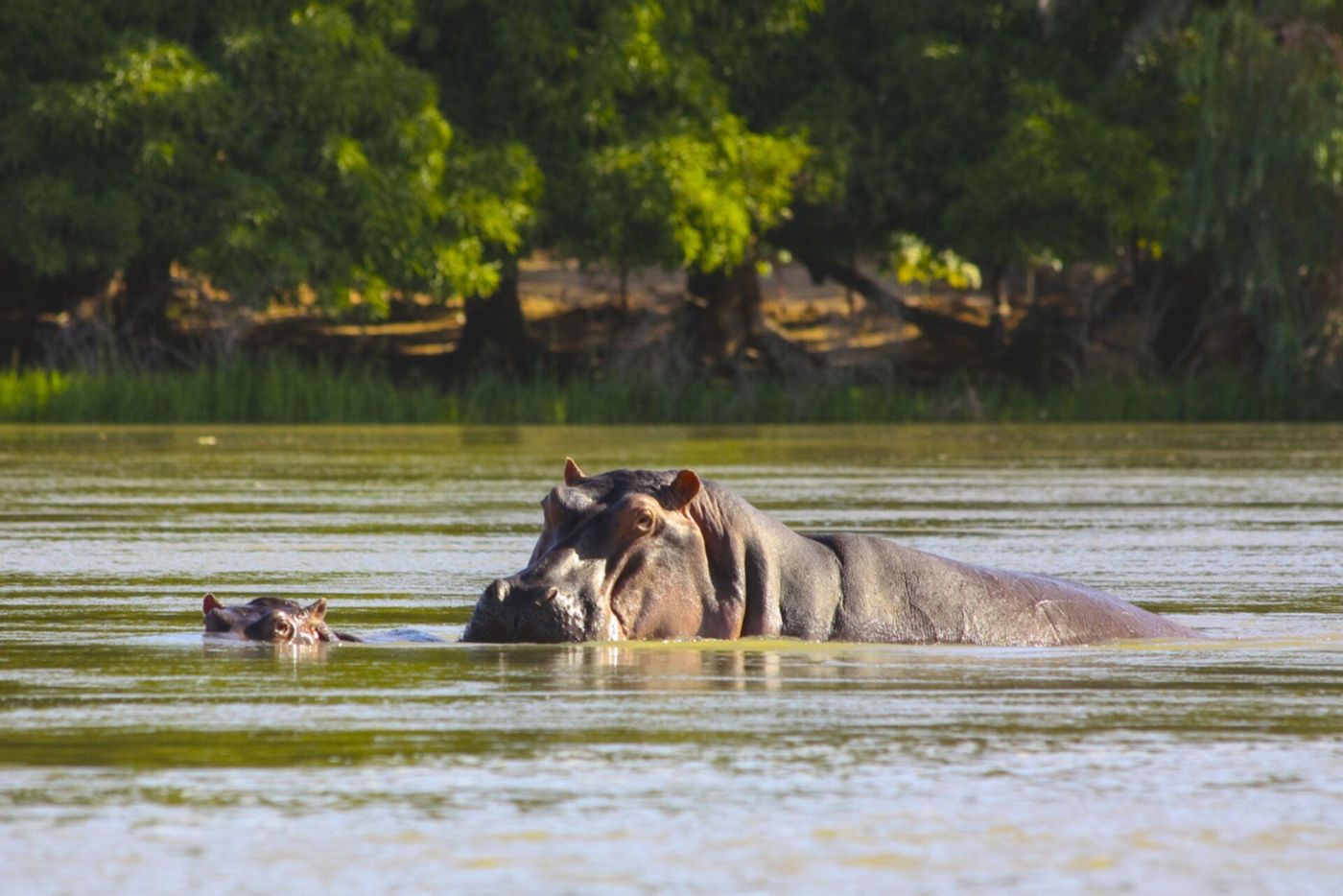 Niger Hippopotame