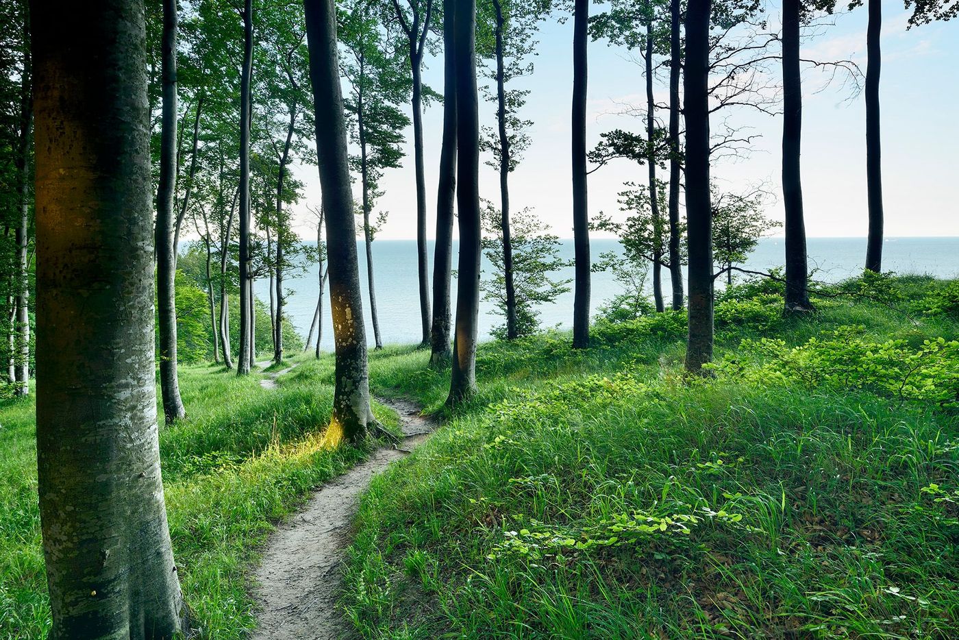 Vieilles forêts de hêtres d'Allemagne (Mecklembourg-Poméranie Occidentale, Hesse, Thuringe)