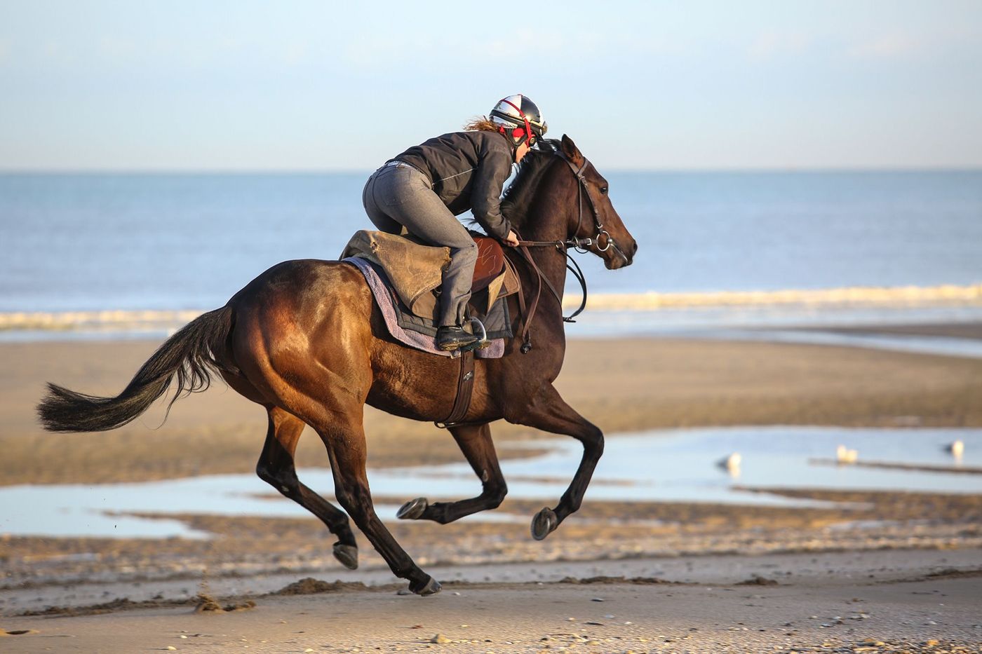 Normandie Cabourg Plage Cheval