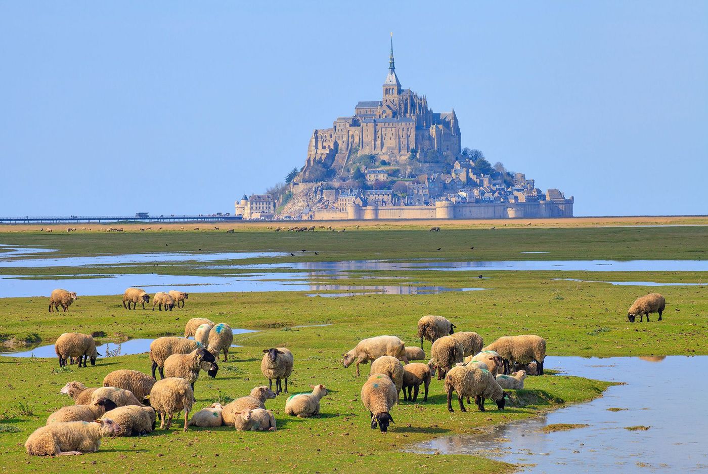 Normandie Mont Saint-Michel Moutons