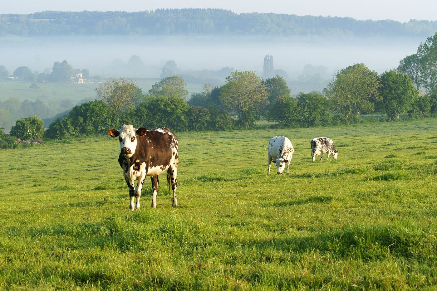 Normandie Vache