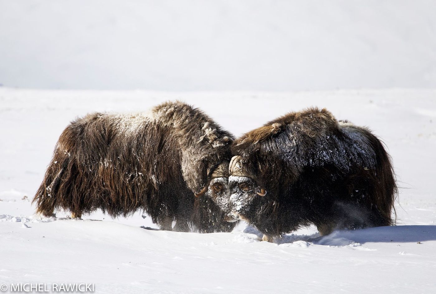 Bœufs musqués du Parc national de Dovrefjell-Sunndalsfjella, Norvège
