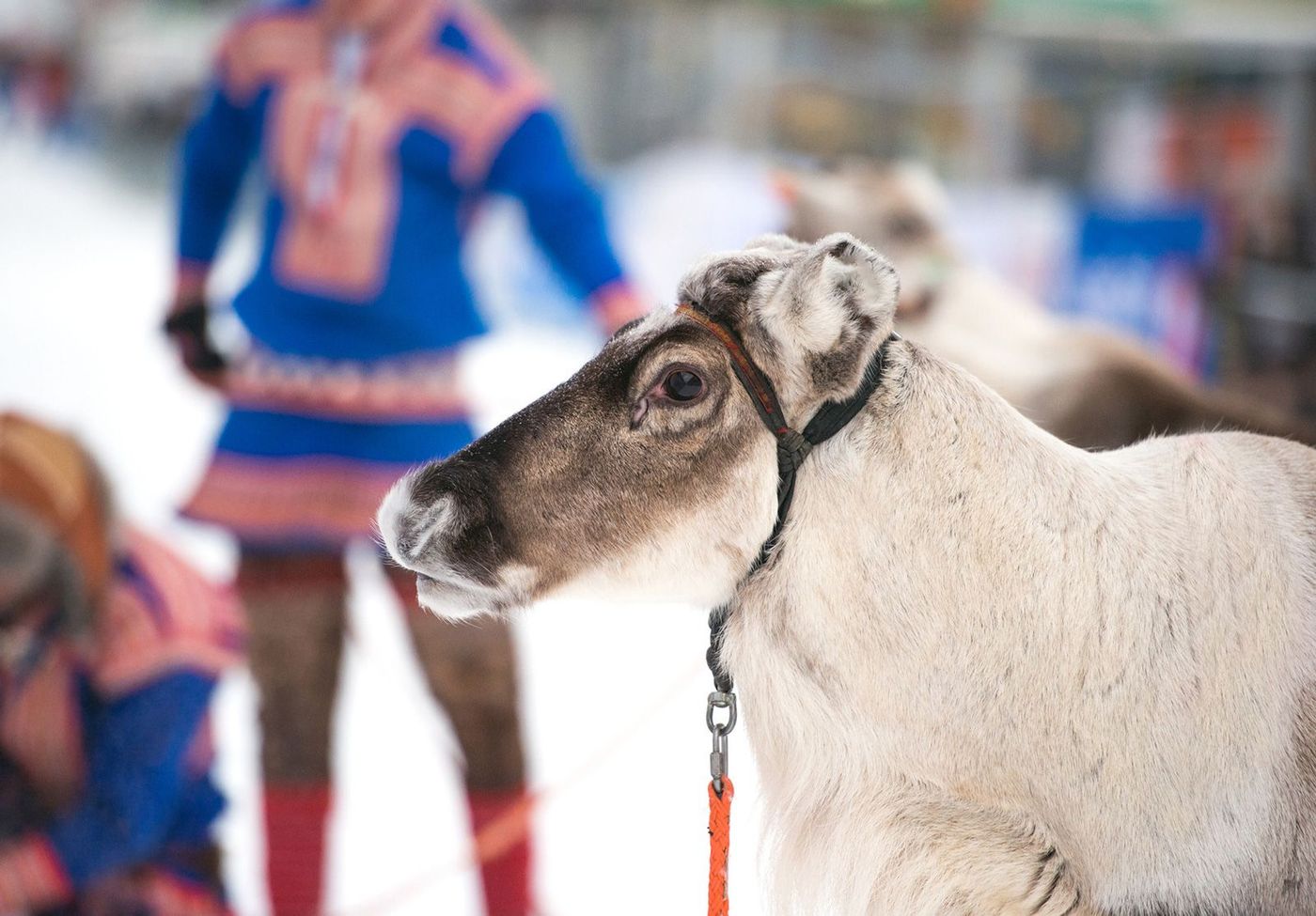 Norvège Renne Sami