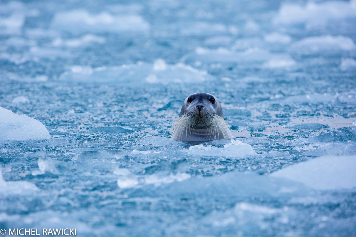 Phoque barbu au Svalbard, Norvège