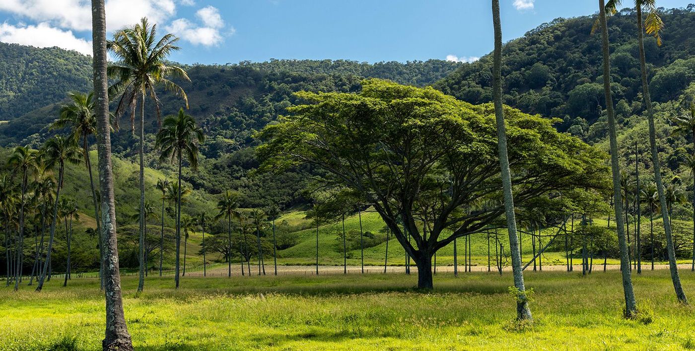 Paysage de « Brousse » à Bourail