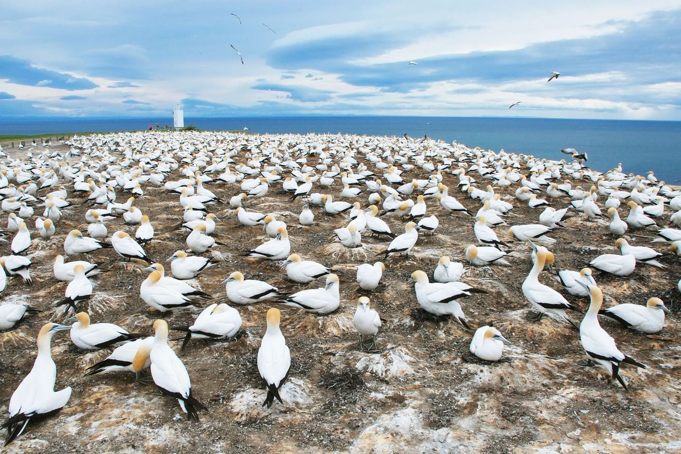 Nouvelle-Zélande Cape Kidnappers