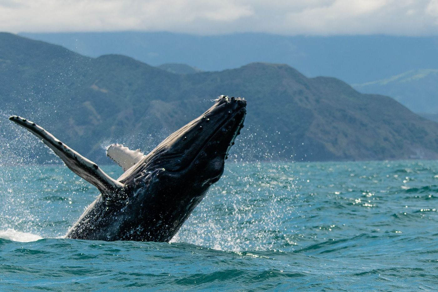 Nouvelle-Zélande Kaikoura Baleine