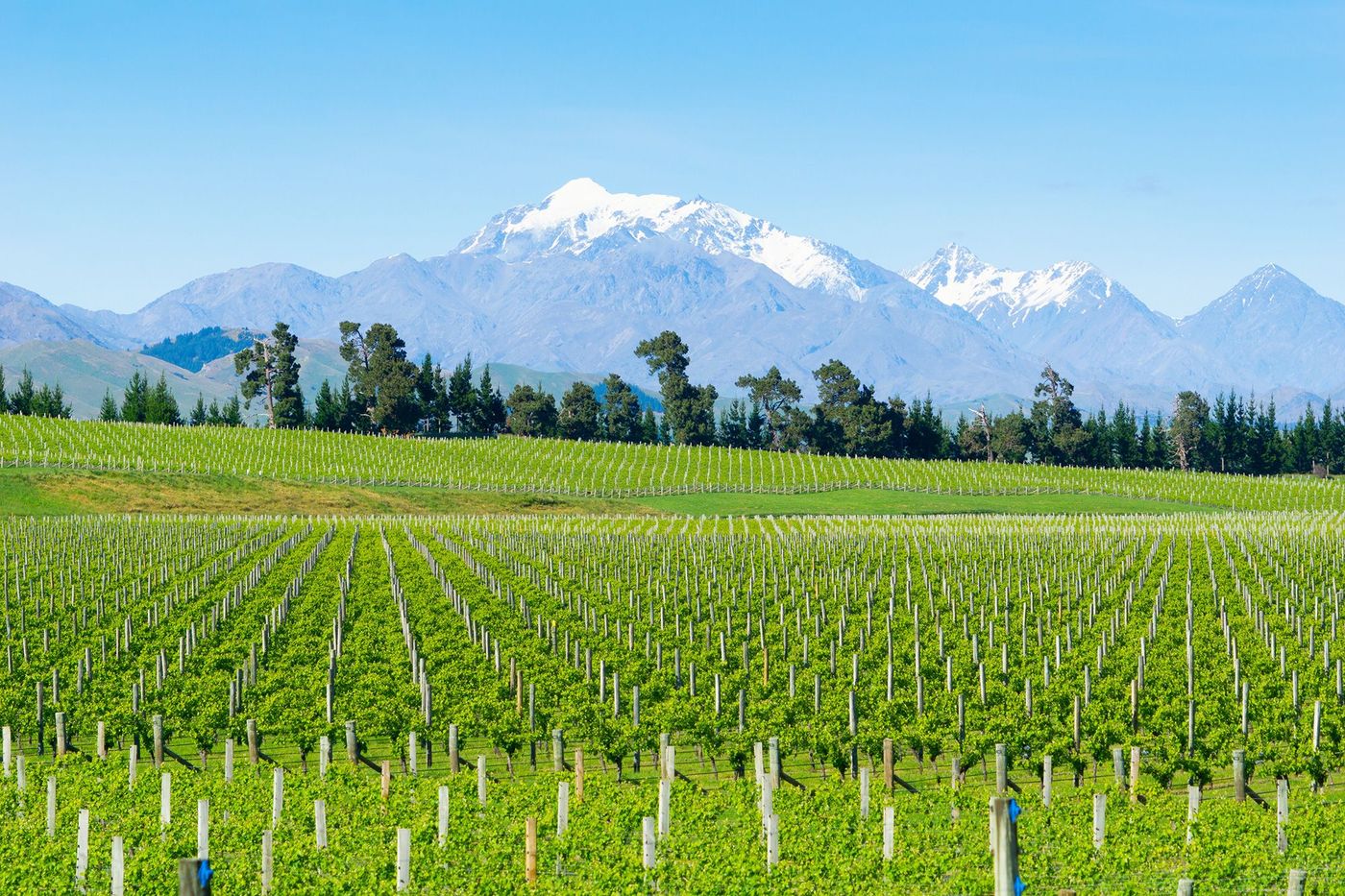 Nouvelle-Zélande Vignobles du Marlborough