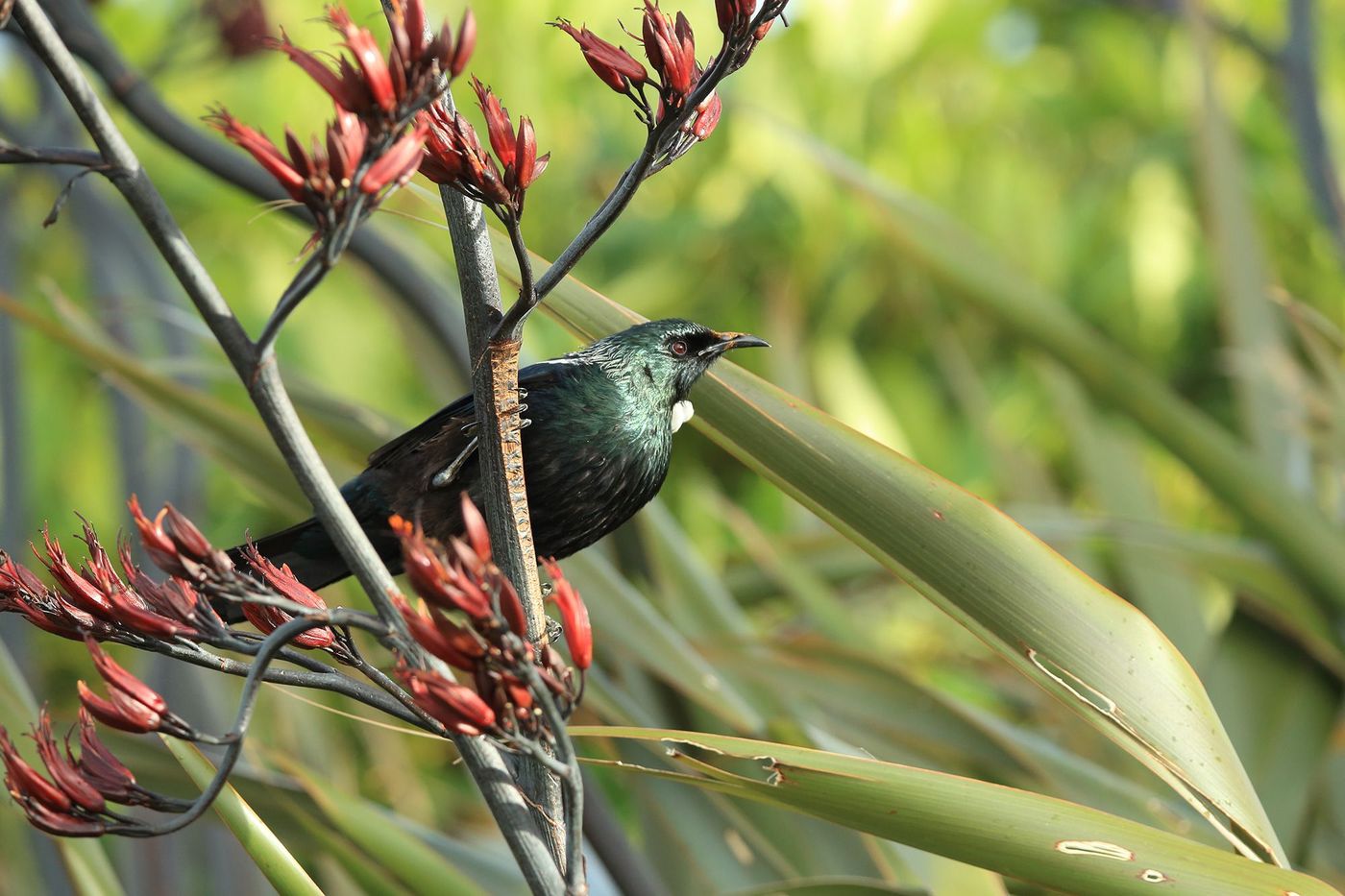 Nouvelle-Zélande Stewart Island