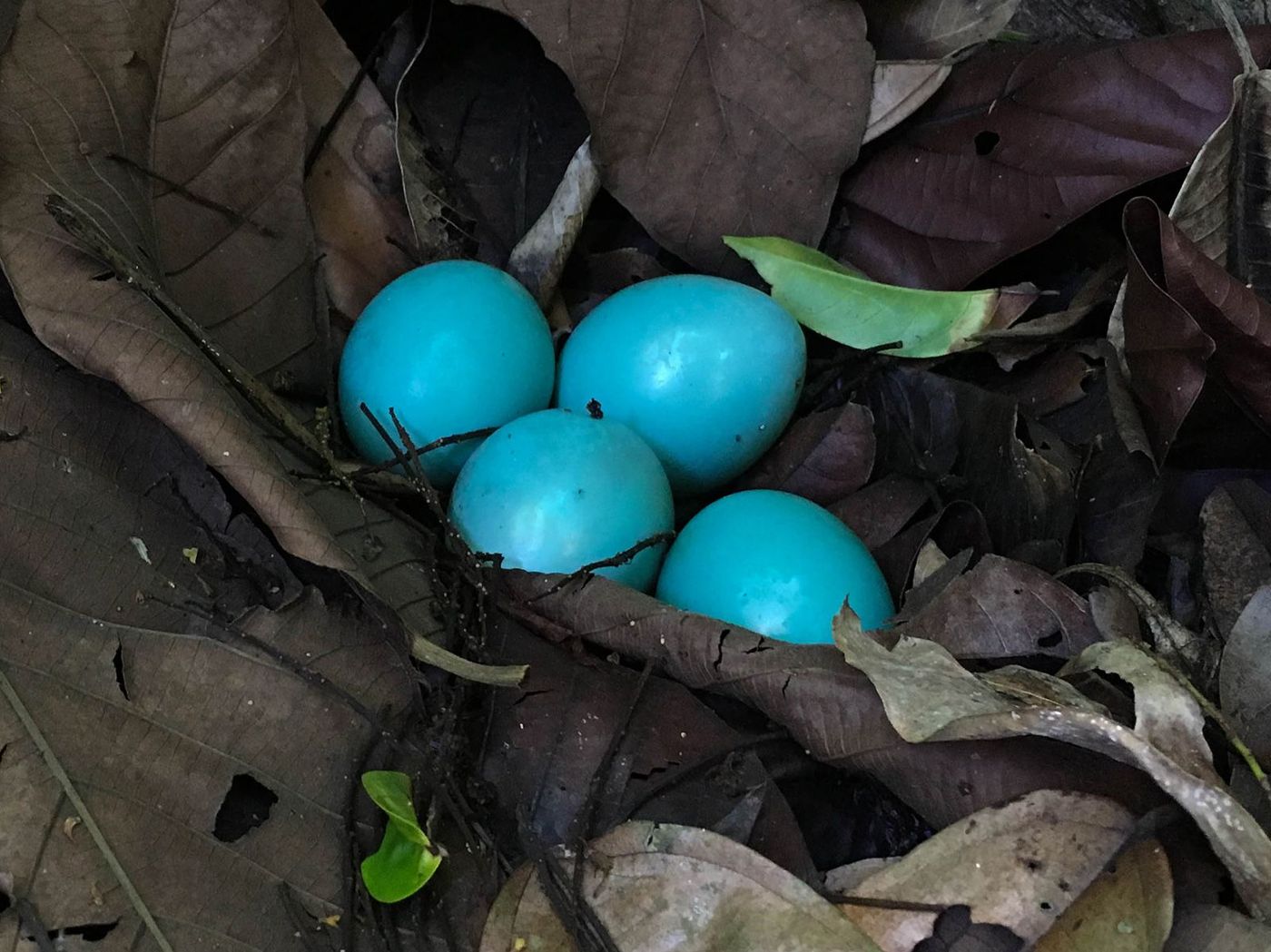 Costa Rica Parc du Corcovado Oeufs de Tinamou