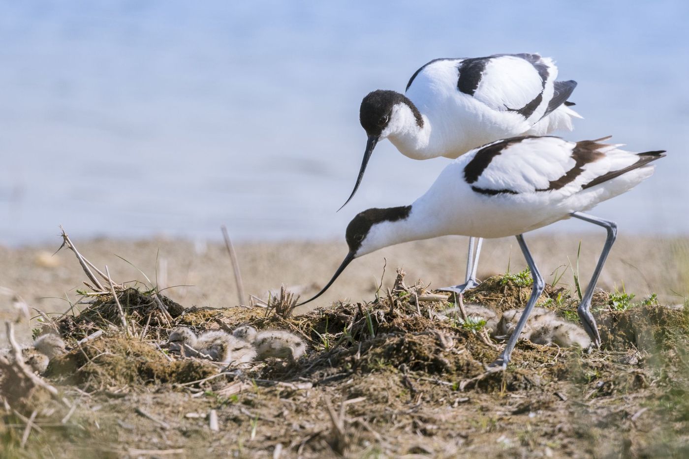 Oiseaux Baie Somme