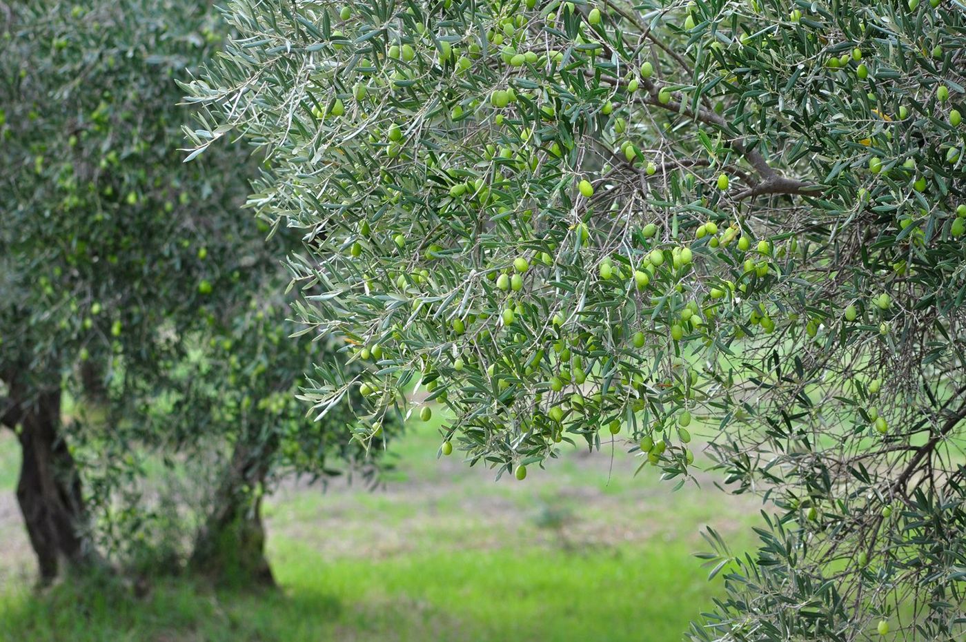 Provence Oliviers