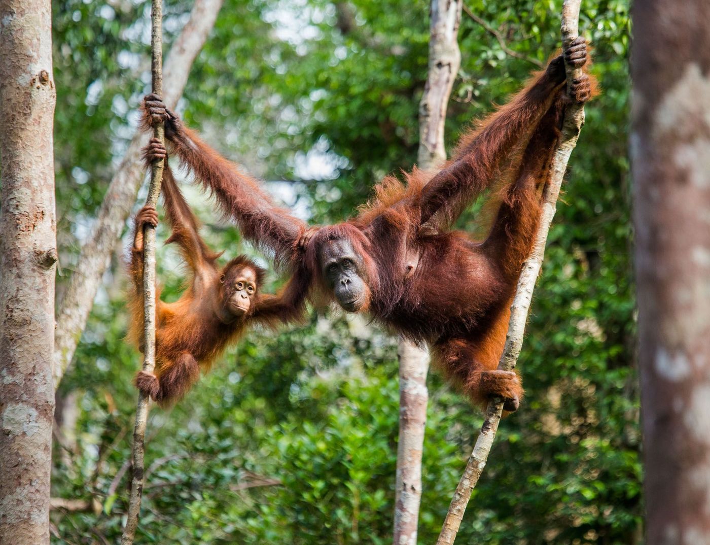 Orang-outans Singes Bornéo