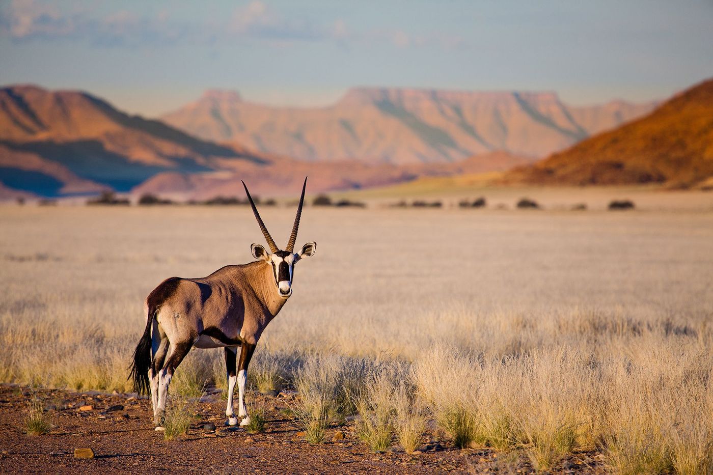 Oryx