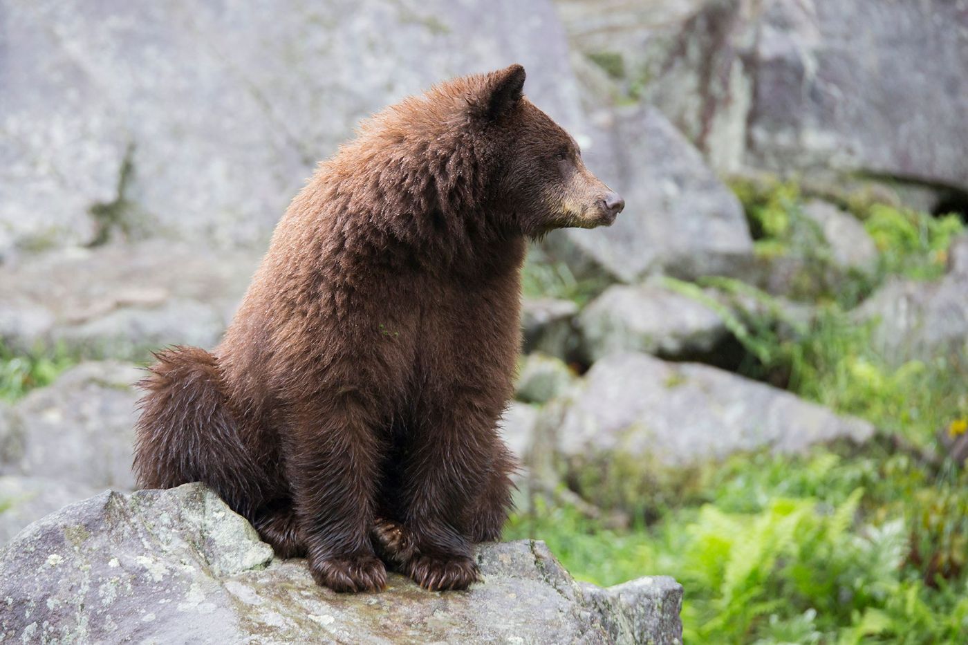 Ours brun