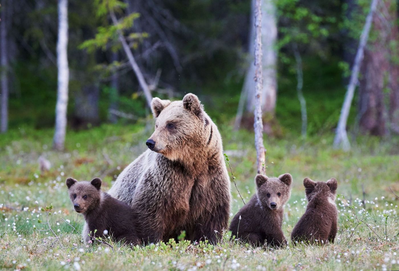 Ours bruns Où animaux Canada