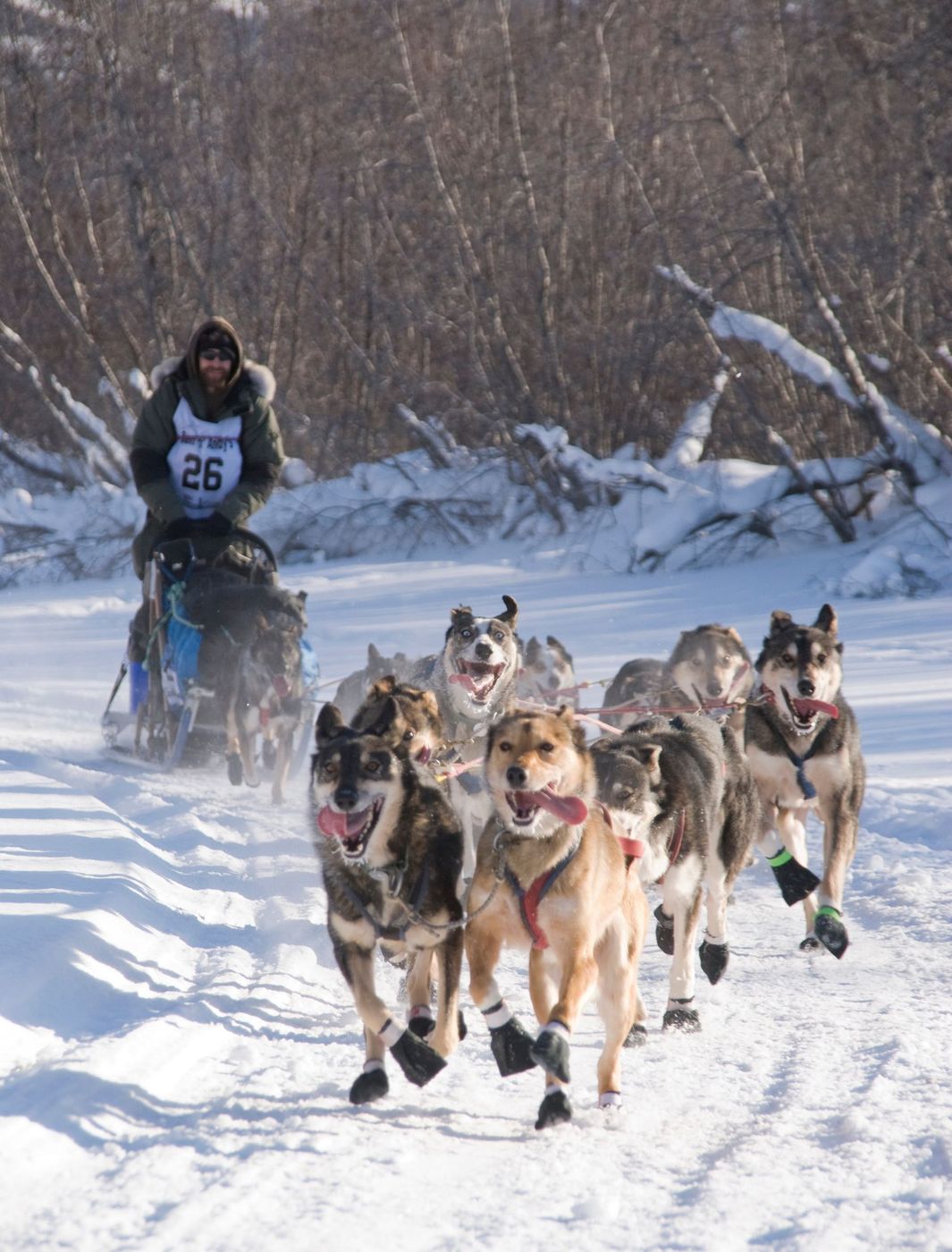 Yukon Quest à Whitehorse