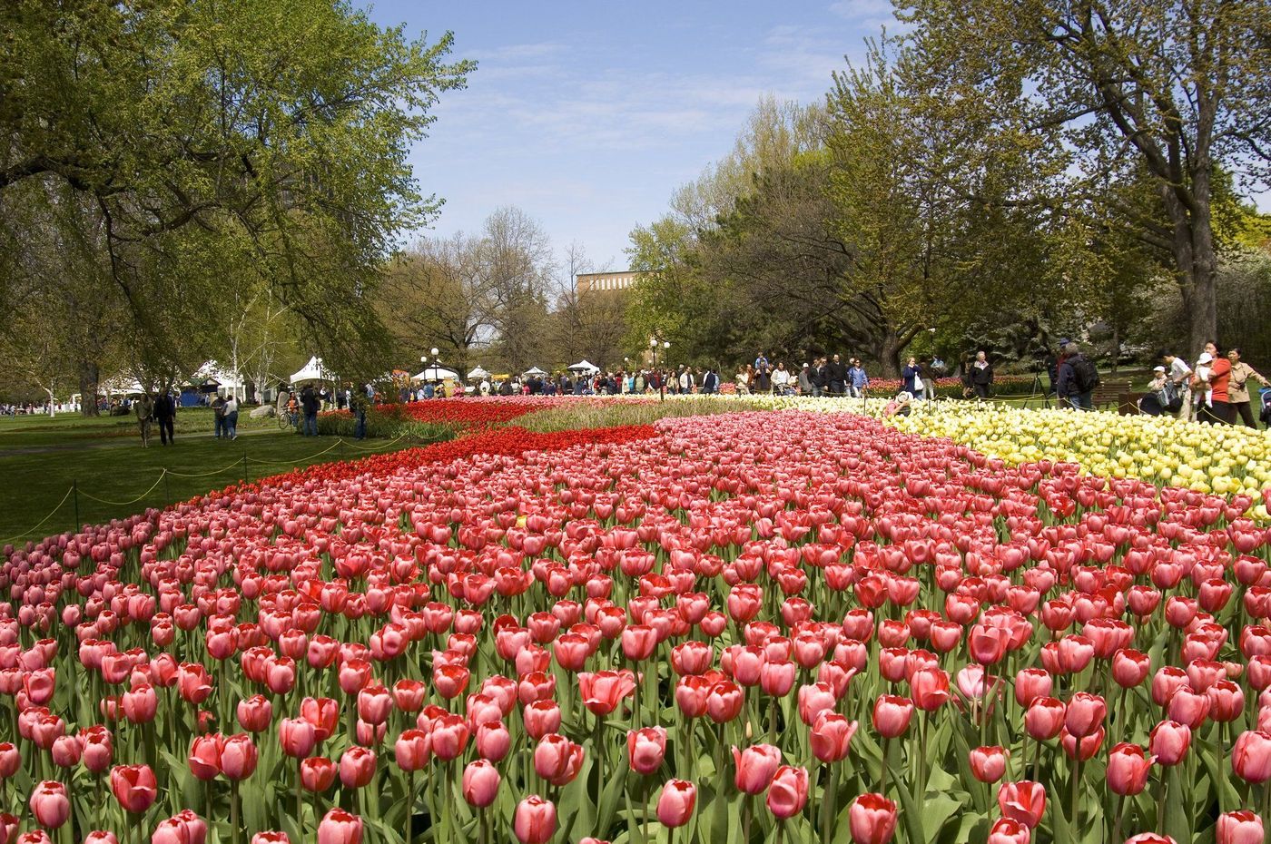 Festival canadien des tulipes à Ottawa