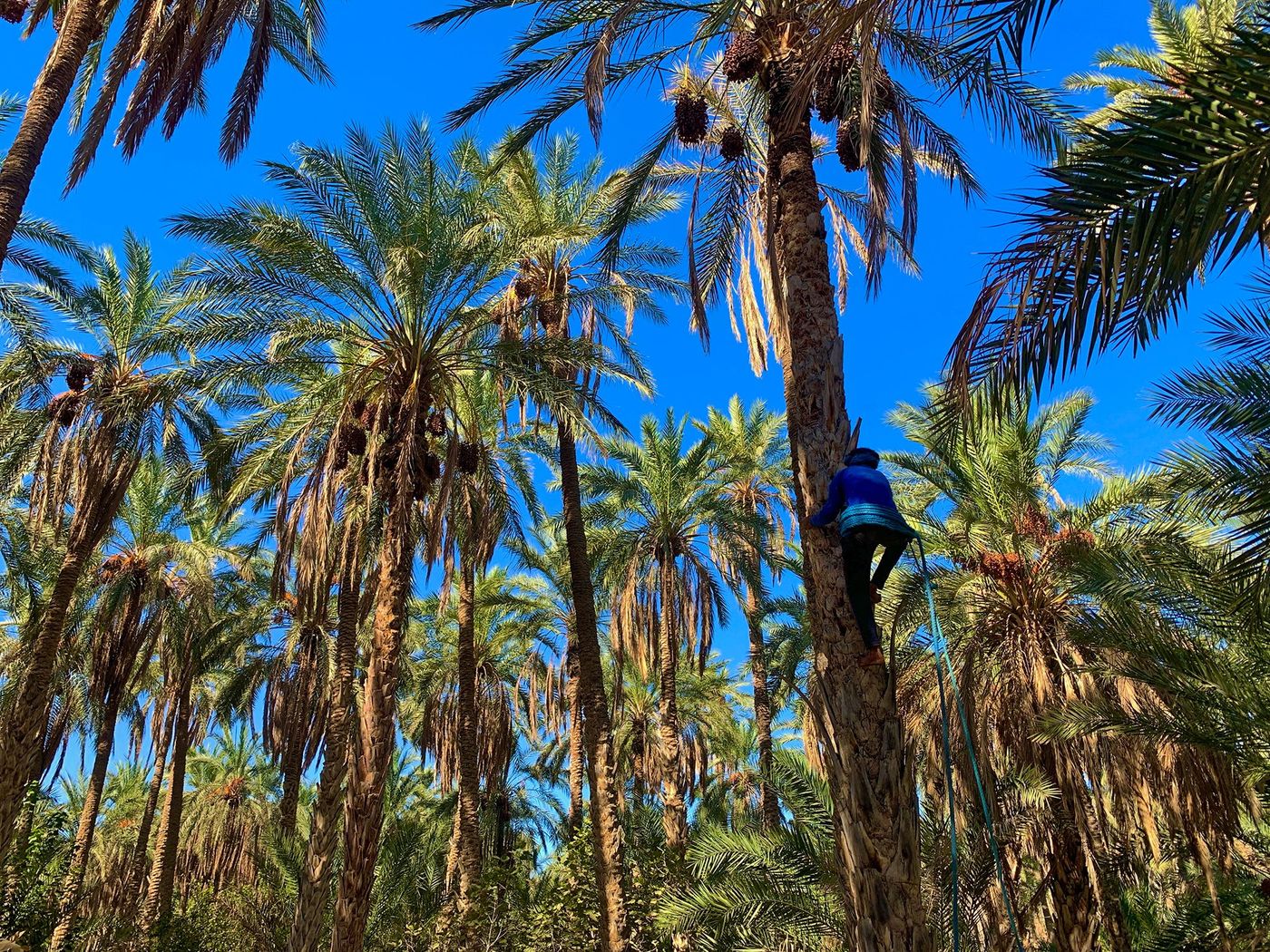 Palmeraie de Tozeur