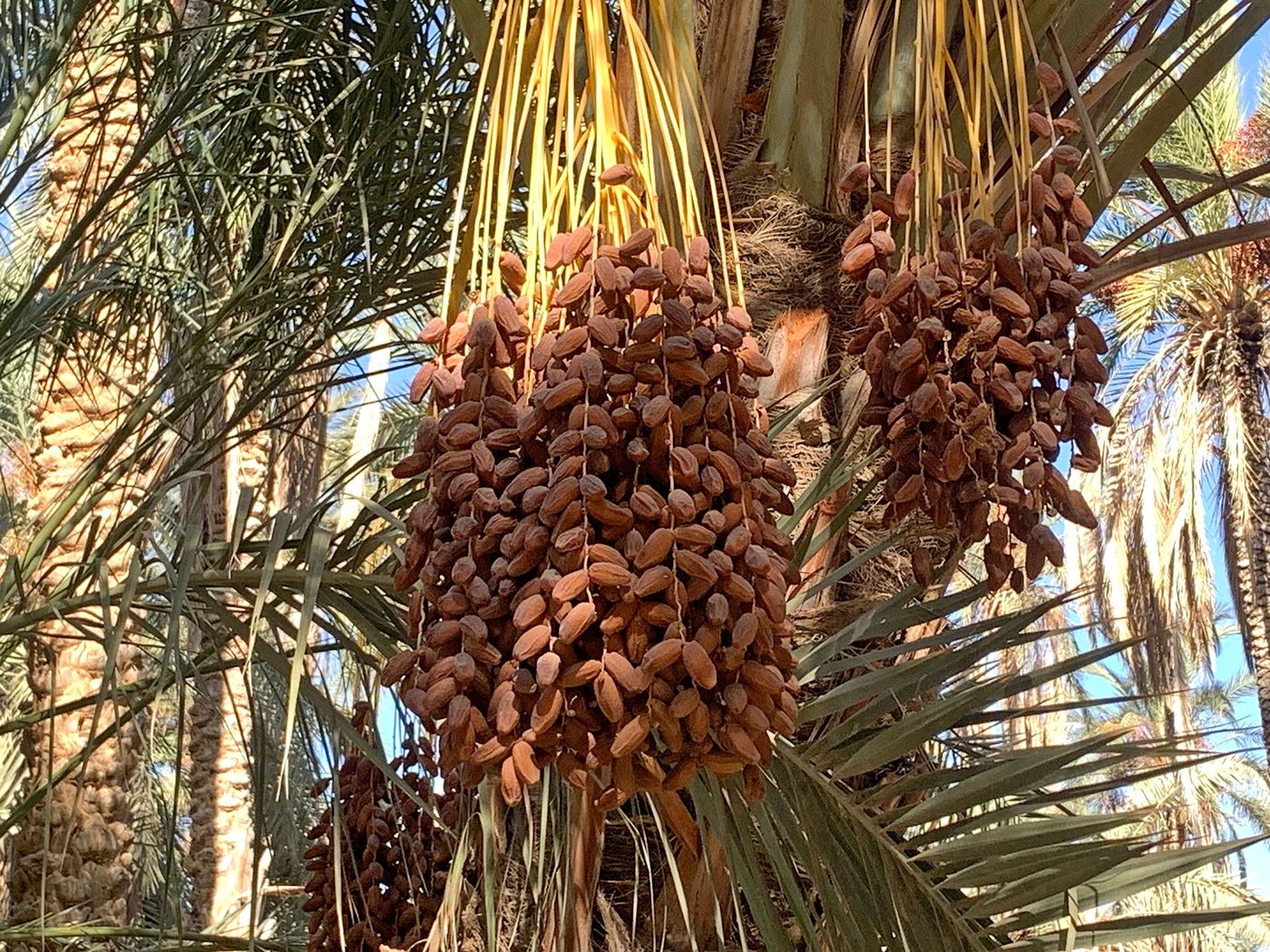 Palmeraie - deglet nour
