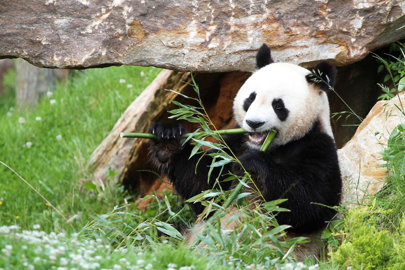 Panda du zoo de Beauval