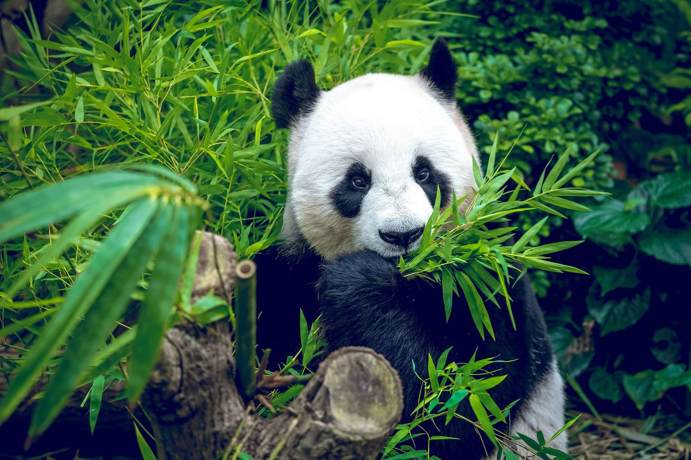 Panda '"kung fu" Chine