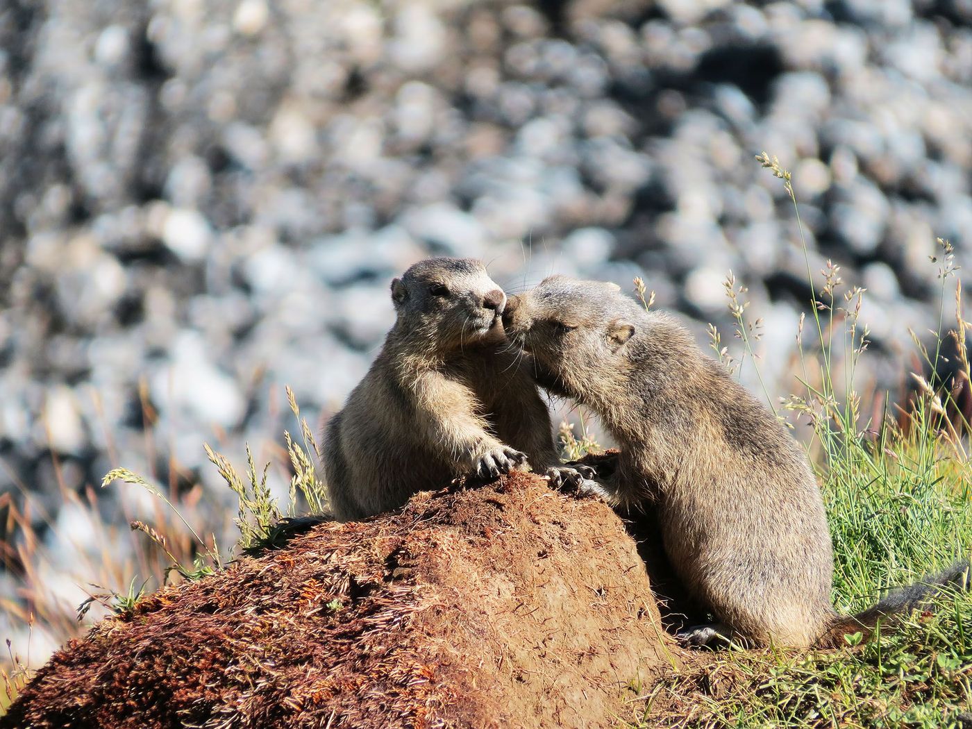 Parc de la Vanoise - Marmottes