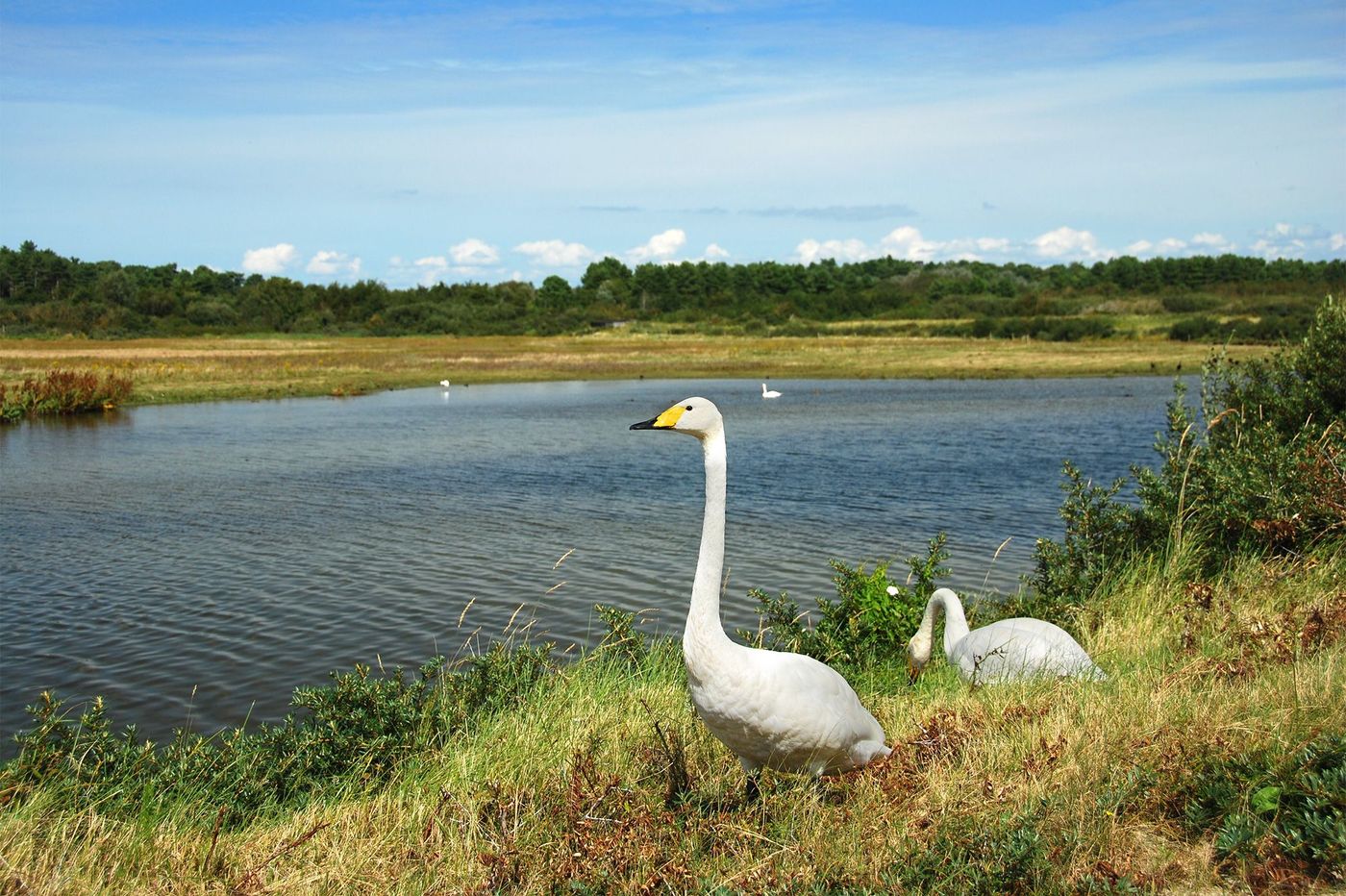 Parc du Marquenterre