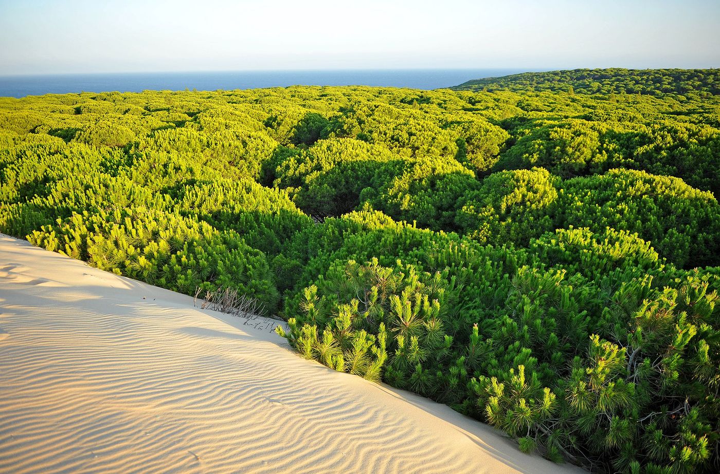 Parc national de la Doñana - dunes et forêt