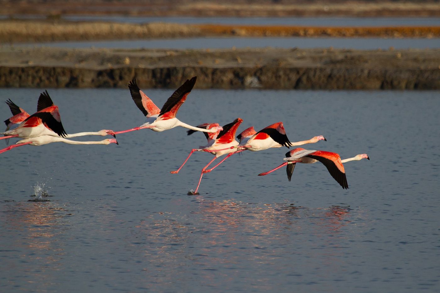Parc national de la Doñana - flamants
