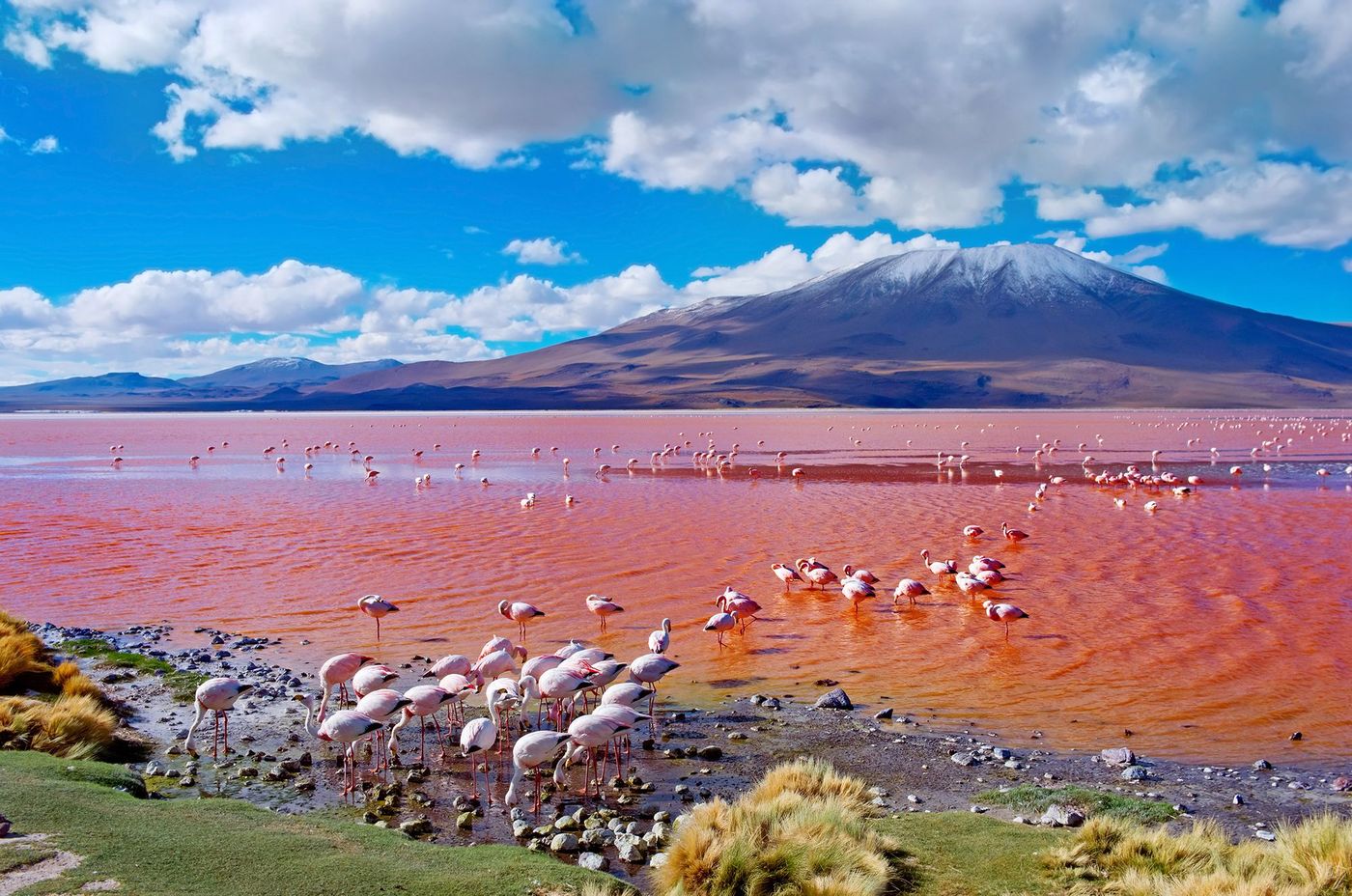 Flamants roses - parc national Eduardo Avaroa