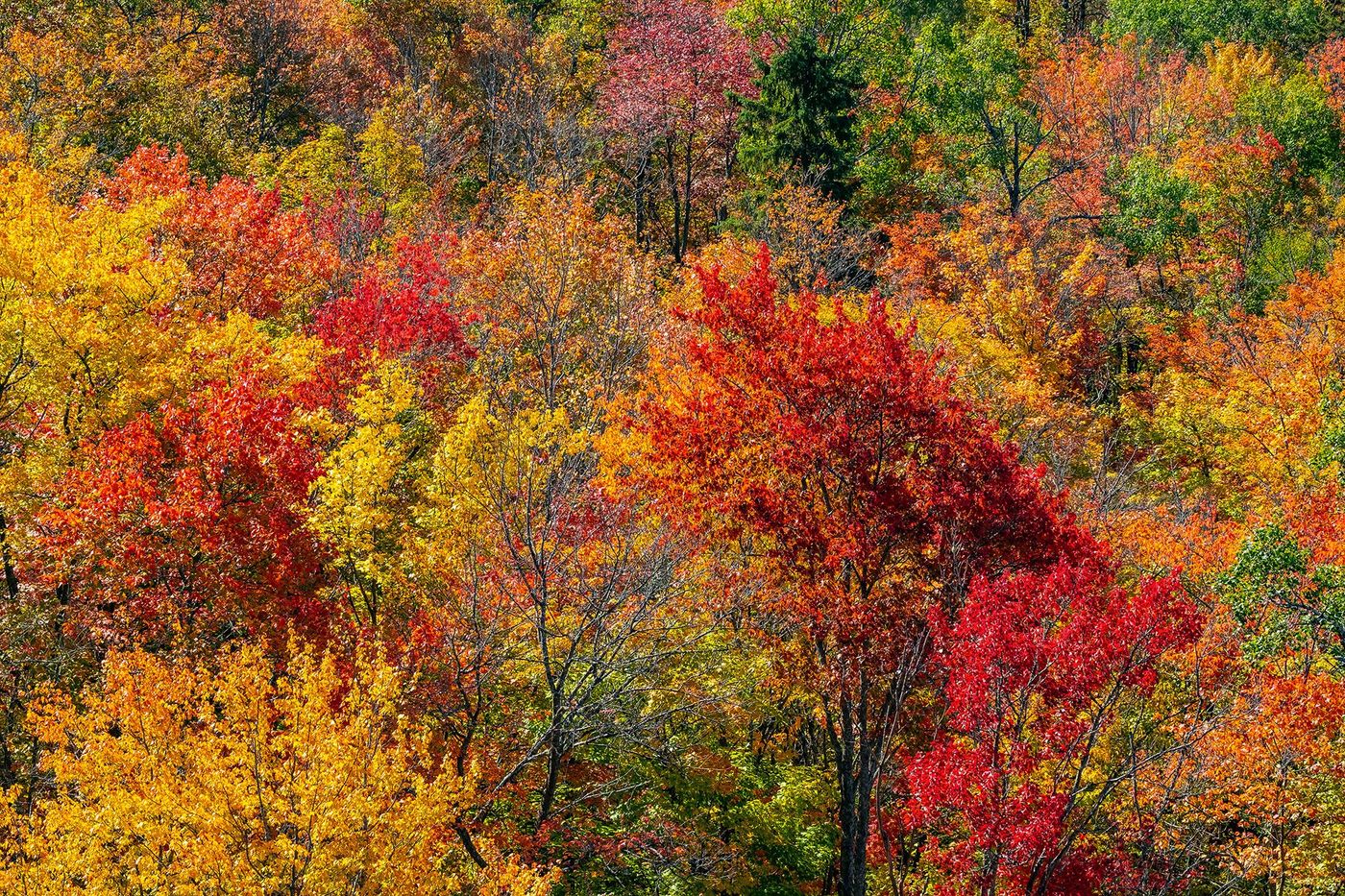 Parc provincial Algonquin
