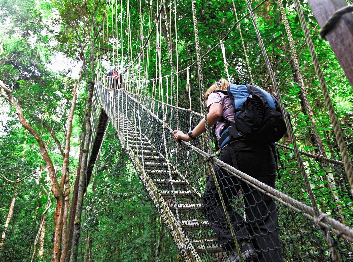 Asie Malaisie Taman Negara