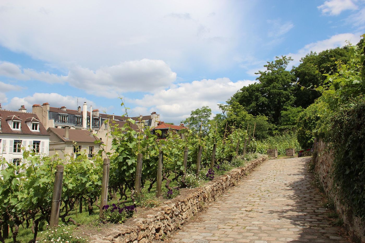 Paris Montmartre Vignes