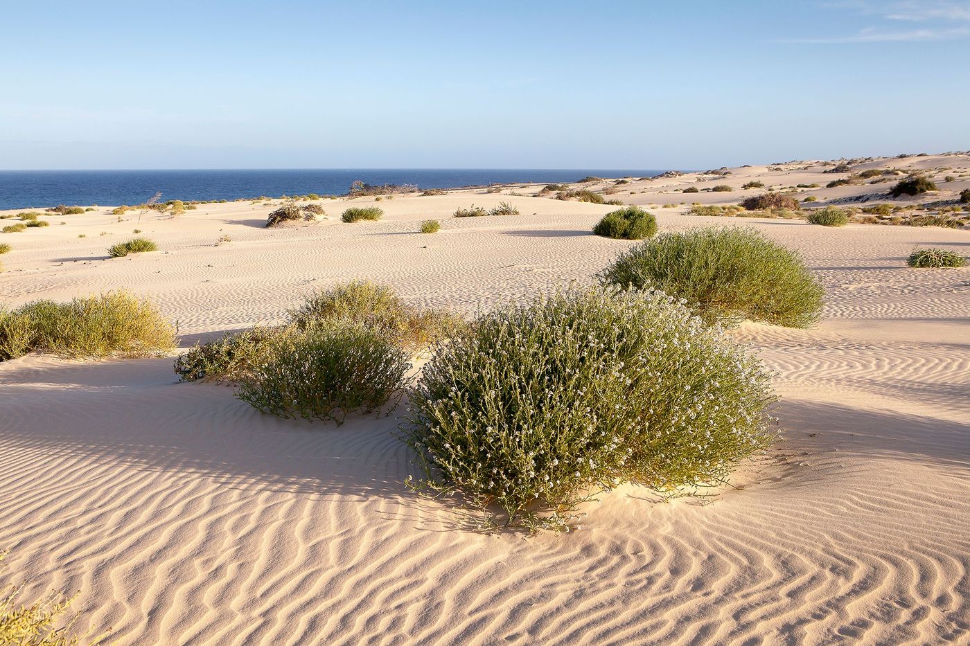 Parque natural de Dunas de Corralejo - Fuerteventura