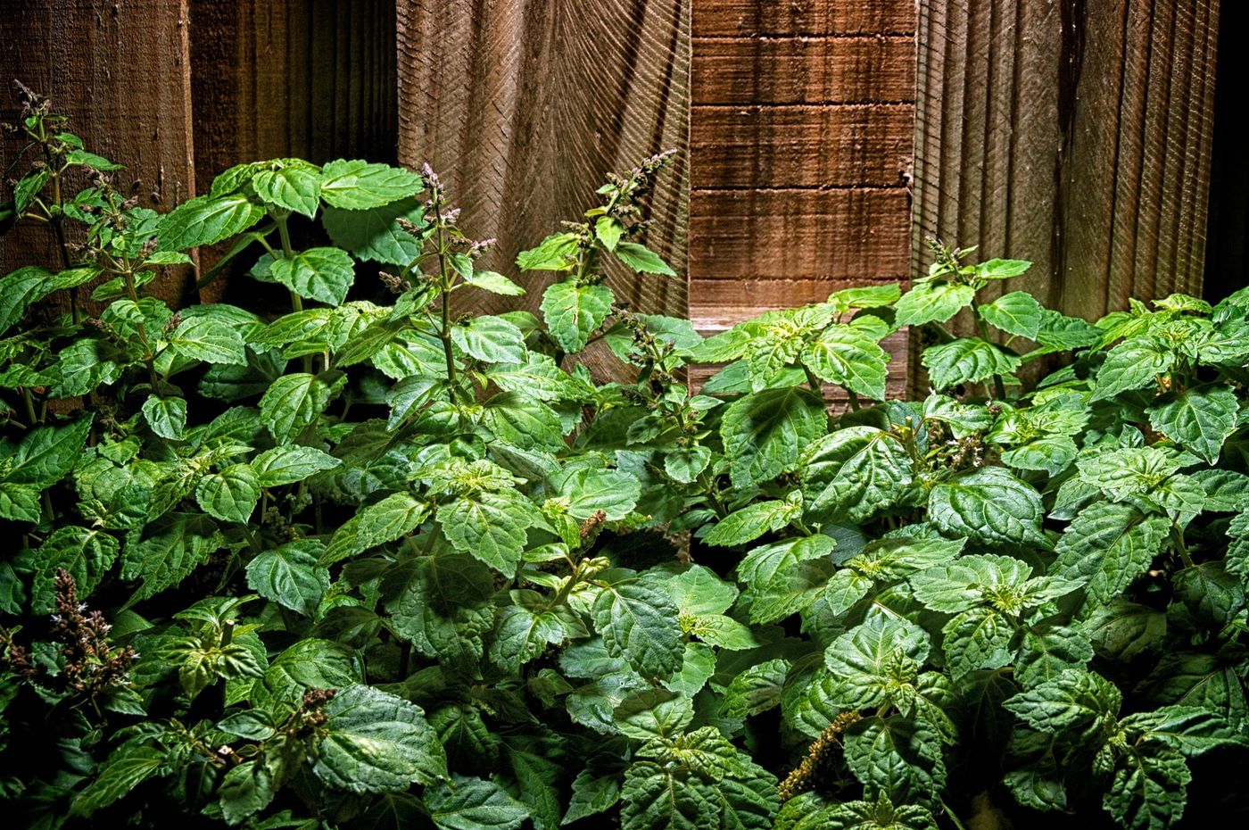 Patchouli Plante Inde
