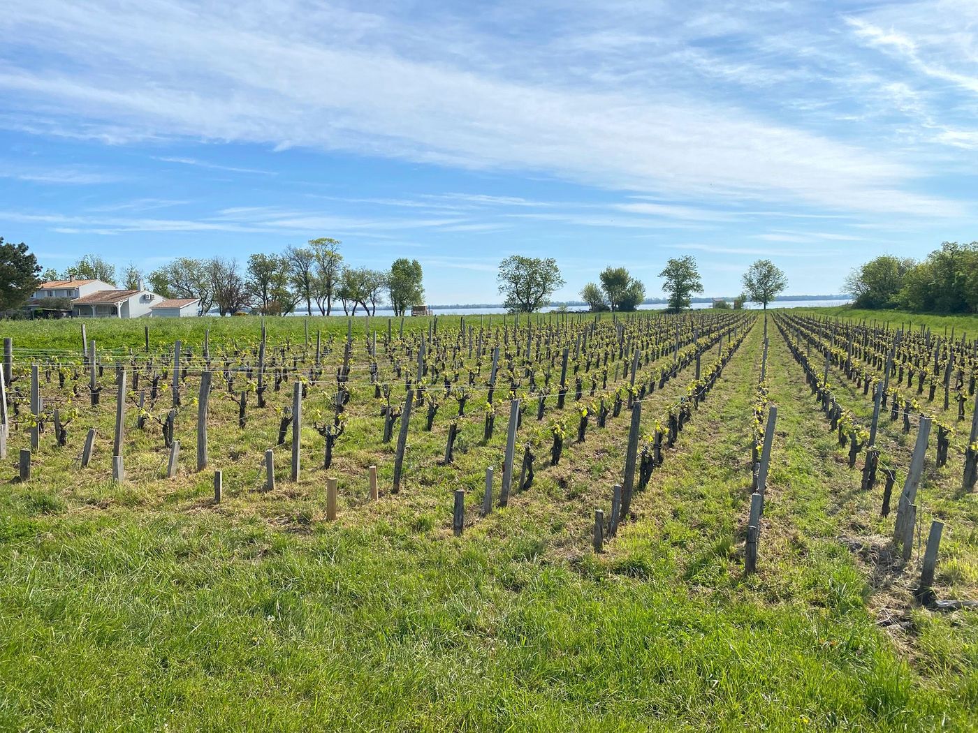 Pauillac - vignes
